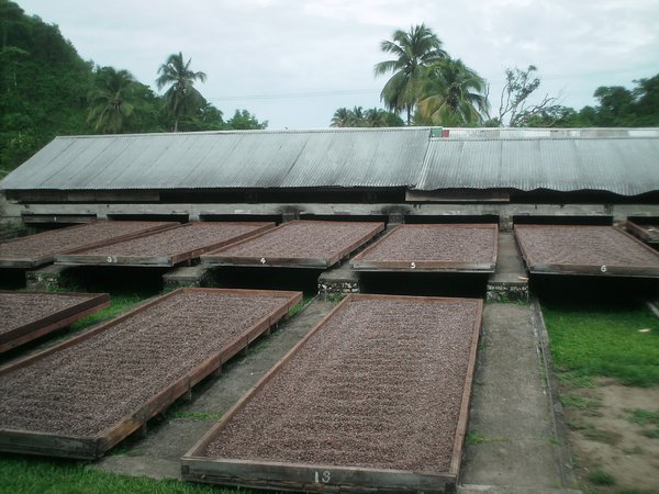 Grenade  Séchage des graines de cacao au soleil
