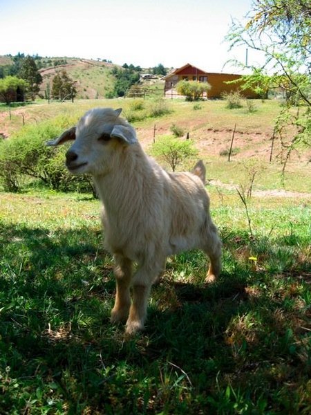 roaming goat