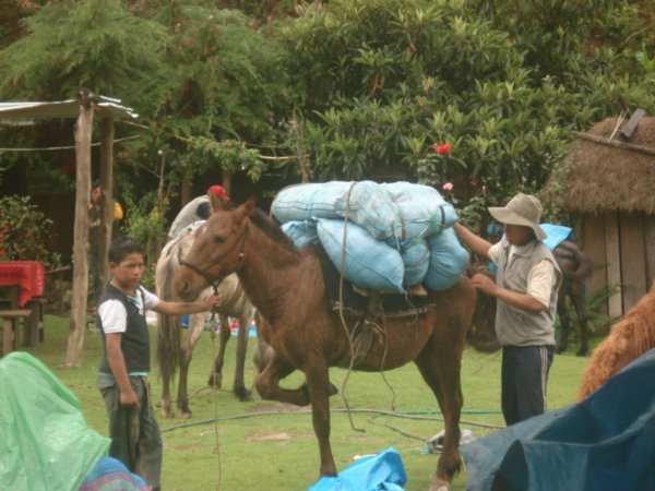 horses packed up
