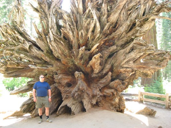 Sequoia root ball
