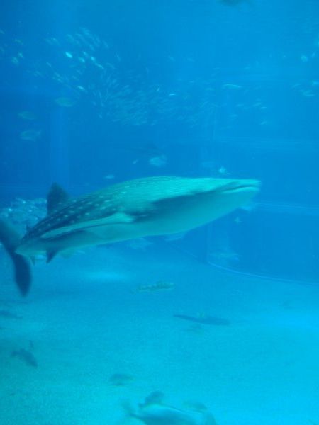 Whale Shark in Osaka