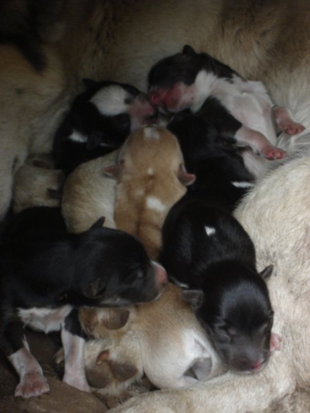 Puppies day one