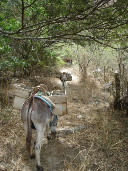 Leading the donkeys