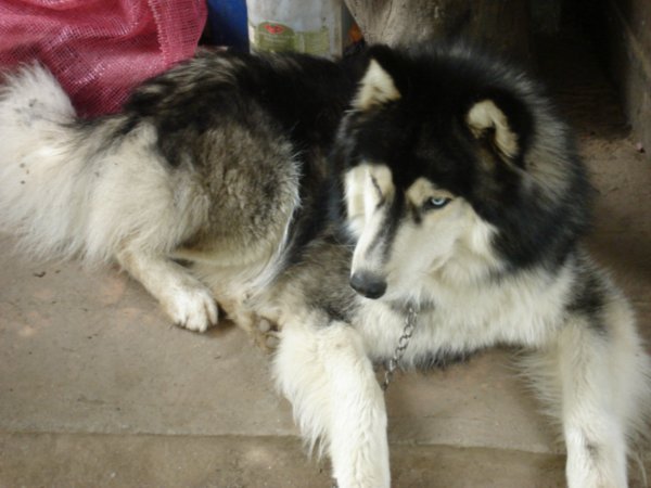 Boomer the Husky (affectionately called Boom Boom)