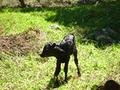 The newborn calf (day one)