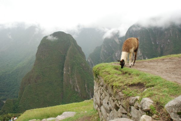 Machu Pichu (458)