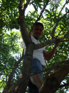Our friend climbing the mango tree