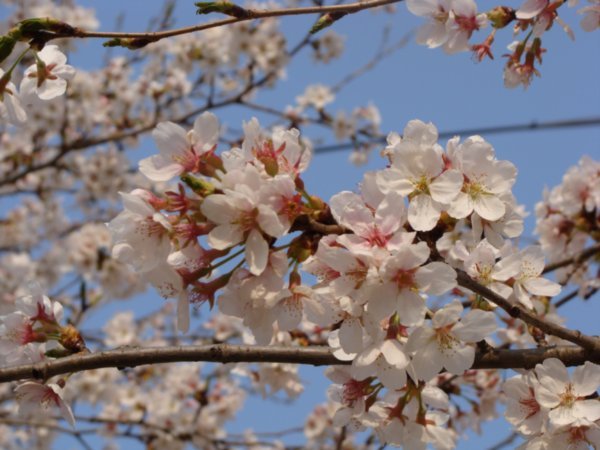 Yeoju College Cherry Blossoms