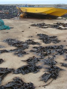 Drying seaweed everywhere