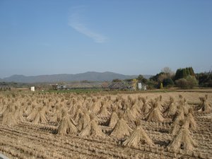 The Rice Harvest
