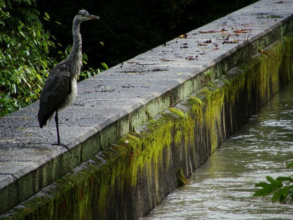 Crane standing on an aquaduct