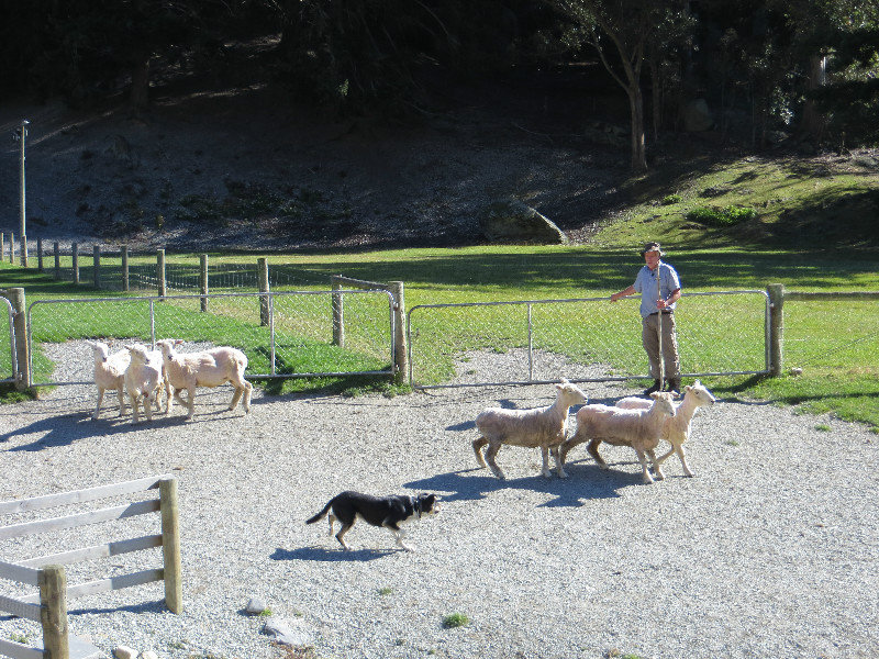 sheep herding demonstration