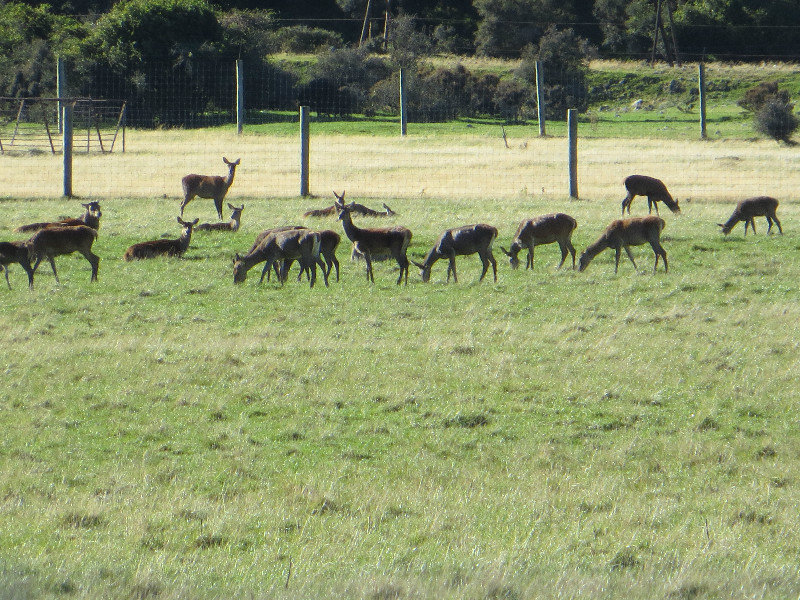 another herd of deer