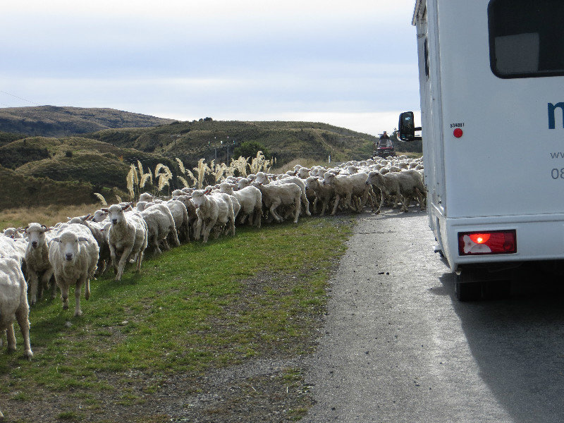 a New Zealand traffic jam!