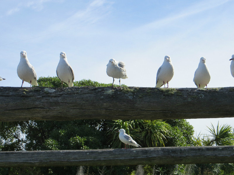 the gulls waiting for us to leave