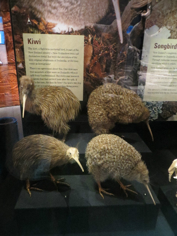 various types of Kiwi