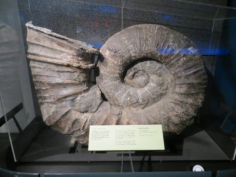 giant ammonite 