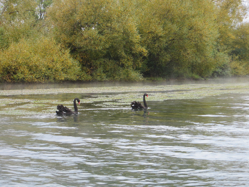 beautiful black swans