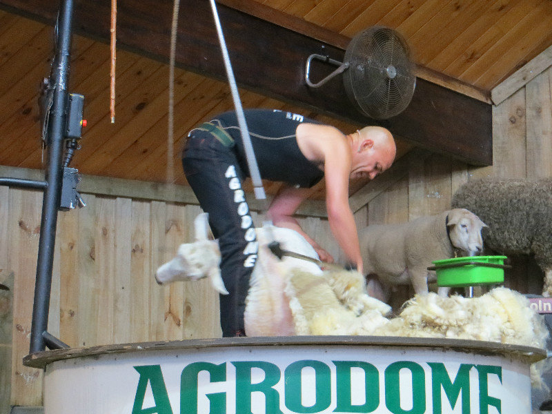 another shearing