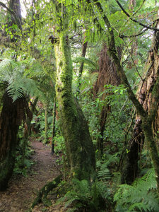 Pouakani forest walk
