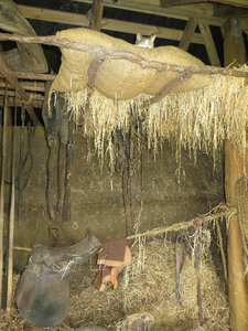 inside the stables
