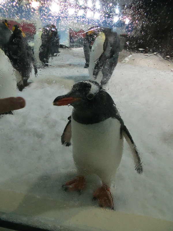 Gentoo penguins at Kelly T's