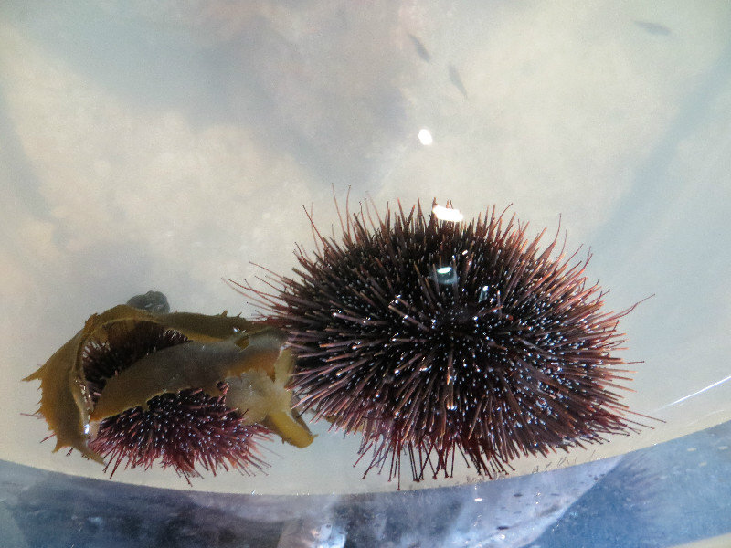 sea urchins at Kelly Tarlton's sea life aquarium