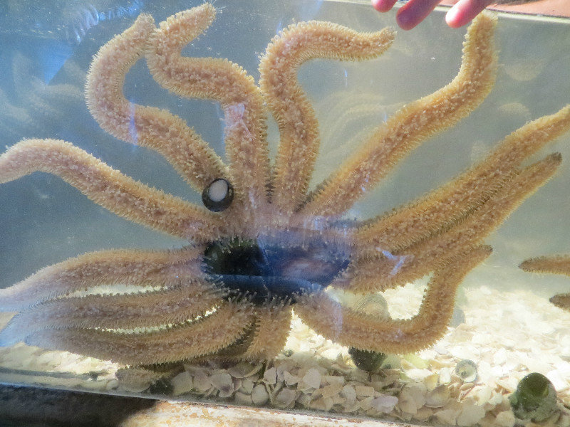 starfish in a smaller tank