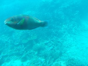 Airlie Beach  to Cairns Aug 09 278