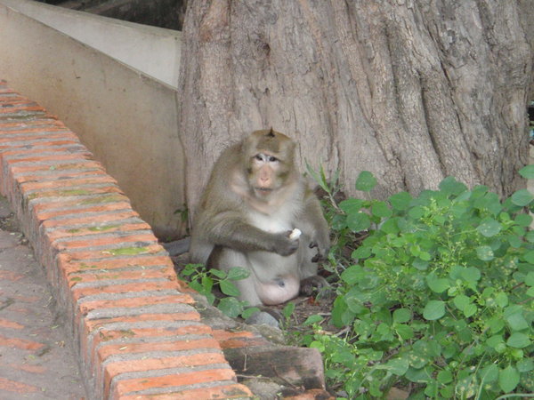 Phnom Penn - fat monkey!!