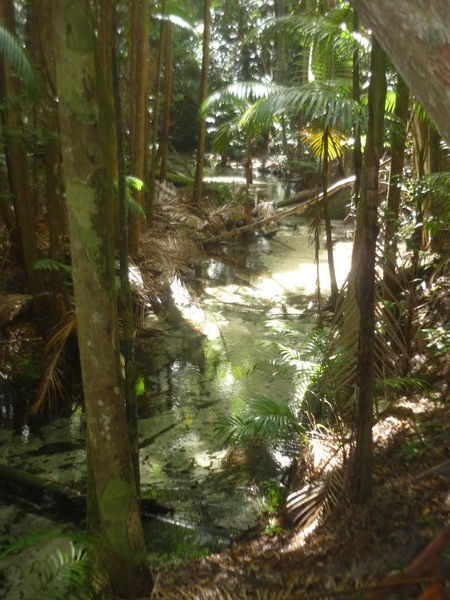 Wooloonga Rainforest walk