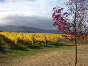 A Marlborough vineyard