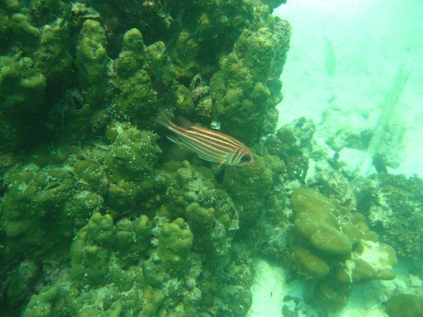 Pulau Payar Dive