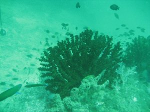 Pulau Payar Dive