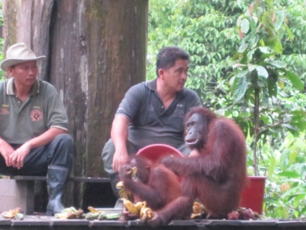 Sepilok Orangutan Sanctuary