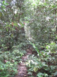 Sepilok Rainforest and Mangrove Trek