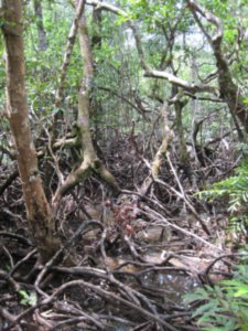 Sepilok Rainforest and Mangrove Trek