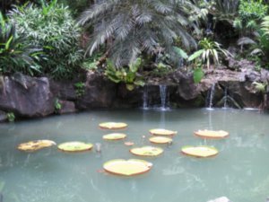 rainforest discovery and hotsprings 001