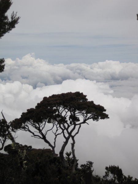 Mount Kinabalu 019