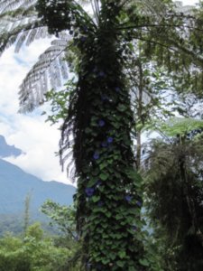 Mount Kinabalu 062