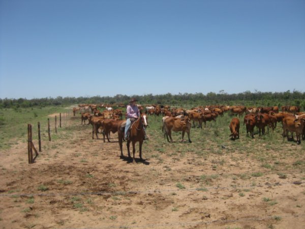 Mustering the cattle