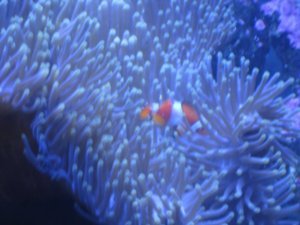 Nemo!!!