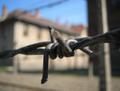 Barbed Wire of Auschwitz