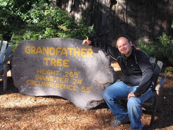 Grand Daddy Tree