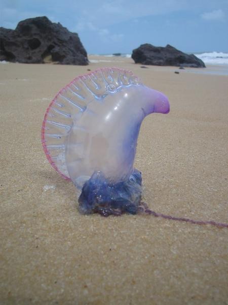 Sweet a Jellyfish..I think.  I dare you to touch it. 
