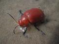 A little water Beetle