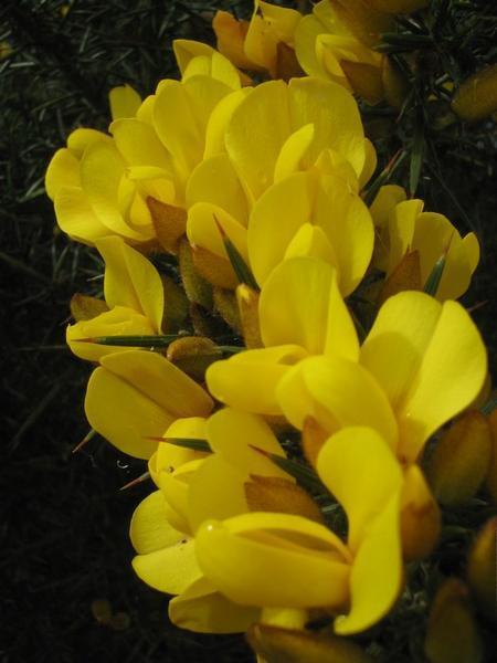 The beautiful yellow flowers grow twice a year on the very thorny Gourse bush.