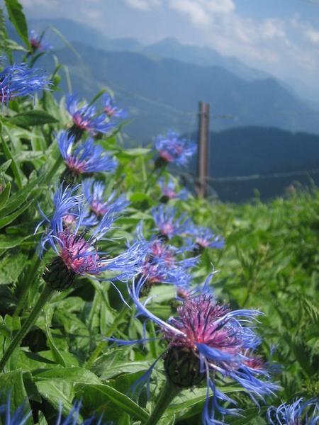 Wild mountain flowers in the Alps