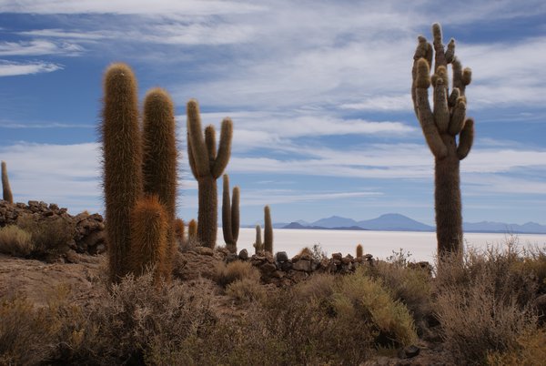 More huge cacti