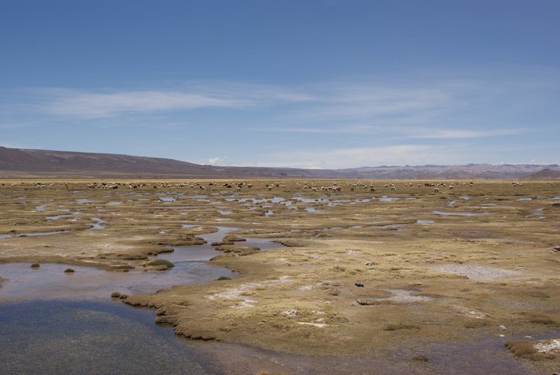 Altiplano with loads of alpaca